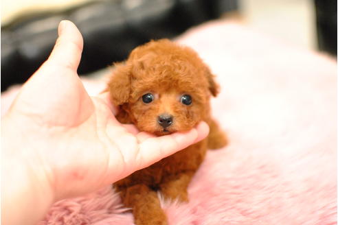 成約済の茨城県のティーカッププードル-92325の6枚目