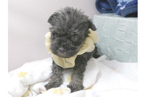 成約済の埼玉県のミニチュアシュナウザー-92164の5枚目