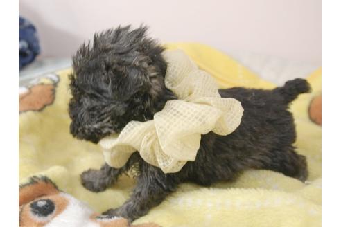 成約済の埼玉県のミニチュアシュナウザー-92164の3枚目