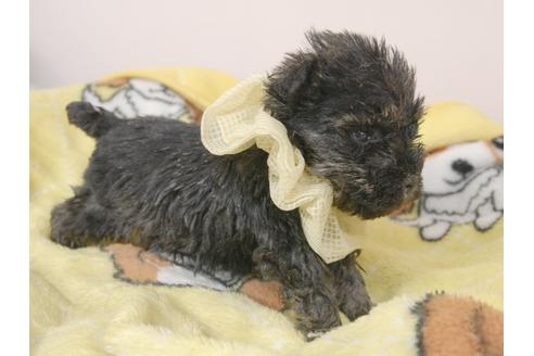 成約済の埼玉県のミニチュアシュナウザー-92164の2枚目