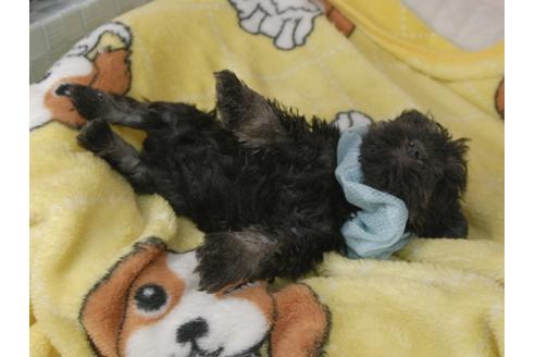 成約済の埼玉県のミニチュアシュナウザー-92163の4枚目
