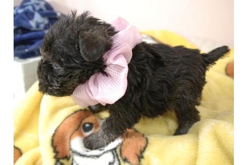 成約済の埼玉県のミニチュアシュナウザー-92162の3枚目