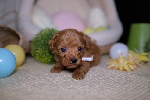 成約済の滋賀県のトイプードル-92313の1枚目