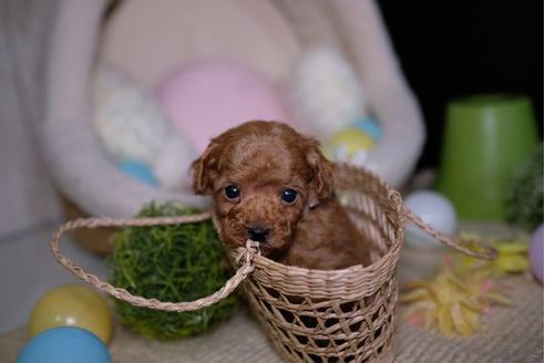 成約済の滋賀県のトイプードル-92313の3枚目