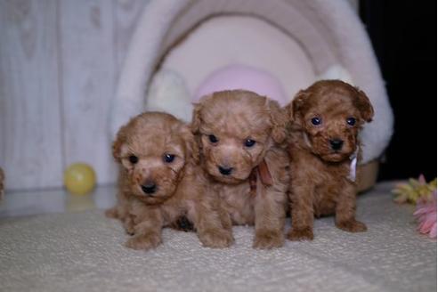 成約済の滋賀県のトイプードル-92313の2枚目