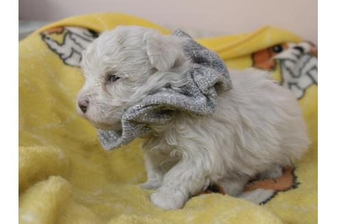 成約済の埼玉県のマルチーズ-92328の12枚目