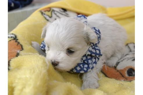 成約済の埼玉県のマルチーズ-92330の7枚目