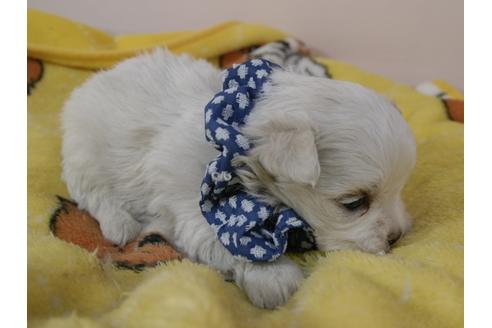 成約済の埼玉県のマルチーズ-92330の6枚目