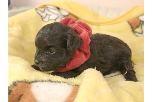 成約済の埼玉県のマルプー:マルチーズ×トイプードル-92335の7枚目