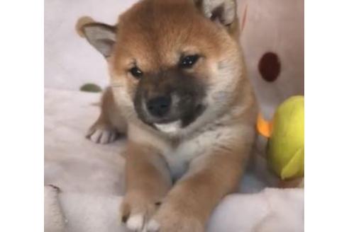 成約済の岐阜県の柴犬-92122