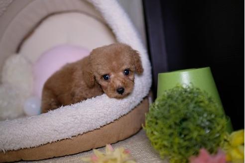 成約済の滋賀県のトイプードル-91442の1枚目