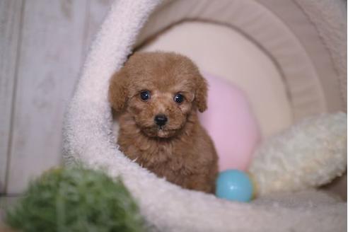 成約済の滋賀県のトイプードル-91442の5枚目