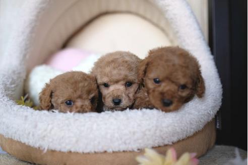 成約済の滋賀県のトイプードル-91442の4枚目