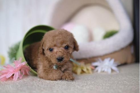 成約済の滋賀県のトイプードル-91442の3枚目