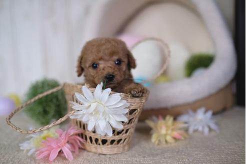 成約済の滋賀県のトイプードル-91442の2枚目