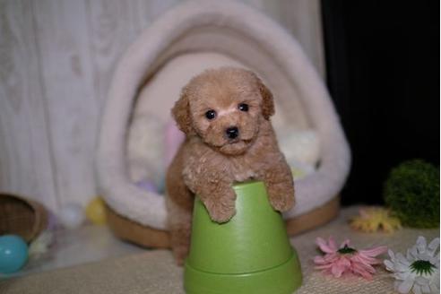 成約済の滋賀県のトイプードル-91443の1枚目