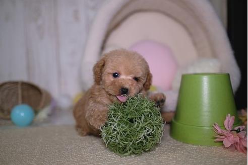 成約済の滋賀県のトイプードル-91443の5枚目