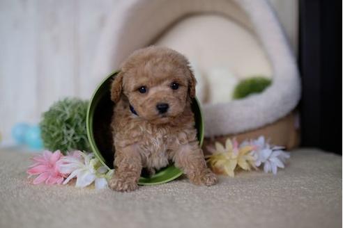 成約済の滋賀県のトイプードル-91443の3枚目