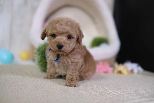 成約済の滋賀県のトイプードル-91443の2枚目