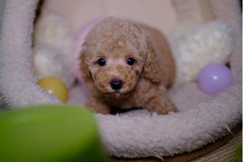 成約済の滋賀県のトイプードル-91436