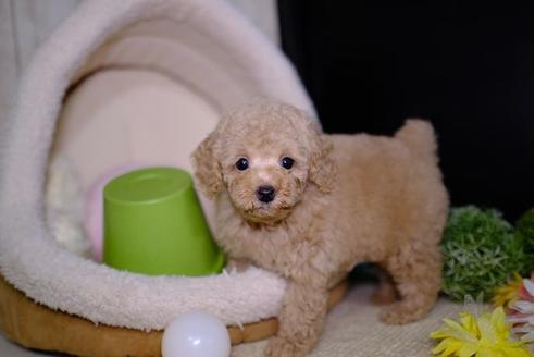 成約済の滋賀県のトイプードル-91436の5枚目