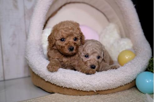 成約済の滋賀県のトイプードル-91436の4枚目