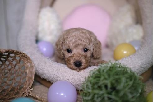 成約済の滋賀県のトイプードル-91436の3枚目