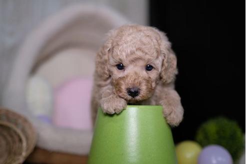 成約済の滋賀県のトイプードル-91436の2枚目