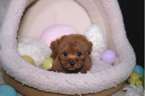 成約済の滋賀県のトイプードル-91433