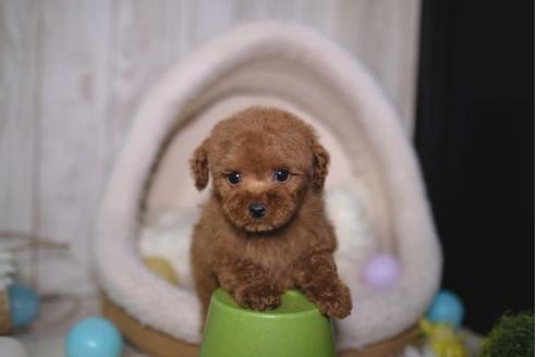 成約済の滋賀県のトイプードル-91433の5枚目