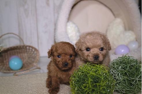 成約済の滋賀県のトイプードル-91433の4枚目