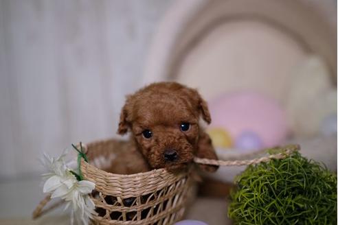 成約済の滋賀県のトイプードル-91433の3枚目