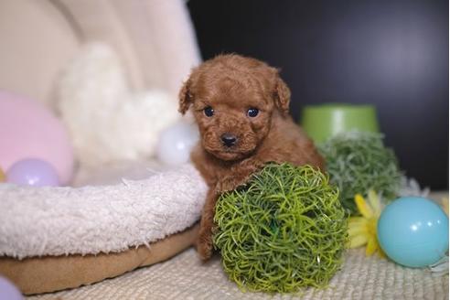 成約済の滋賀県のトイプードル-91433の2枚目