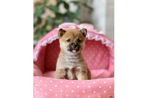 成約済の大阪府の柴犬-92352の1枚目