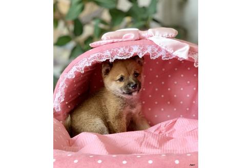 成約済の大阪府の柴犬-92352の5枚目