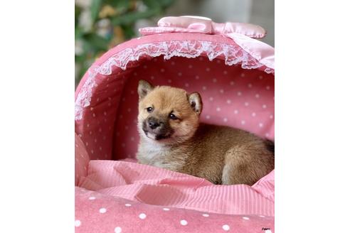 成約済の大阪府の柴犬-92352の4枚目