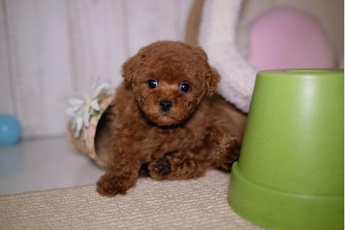 成約済の滋賀県のトイプードル-91444の1枚目