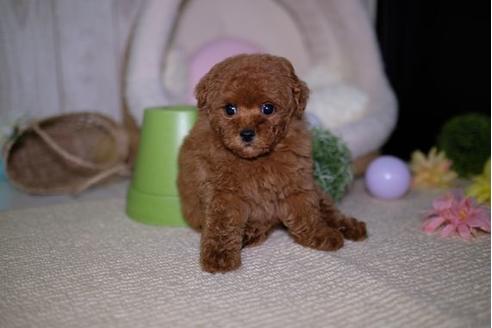 成約済の滋賀県のトイプードル-91444の4枚目