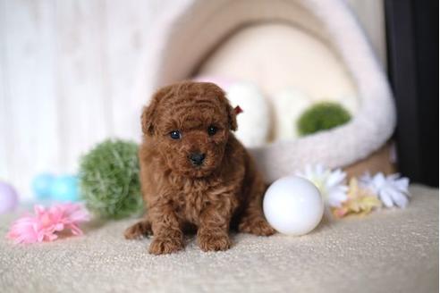 成約済の滋賀県のトイプードル-91444の3枚目