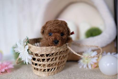 成約済の滋賀県のトイプードル-91444の2枚目