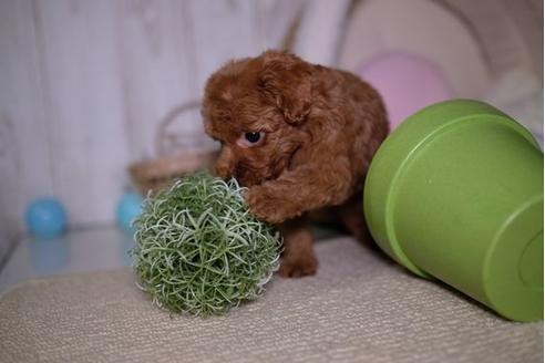 成約済の滋賀県のトイプードル-91446の1枚目