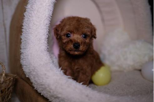 成約済の滋賀県のトイプードル-91446の5枚目