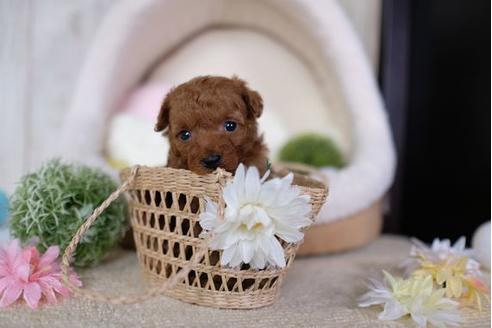 成約済の滋賀県のトイプードル-91446の3枚目