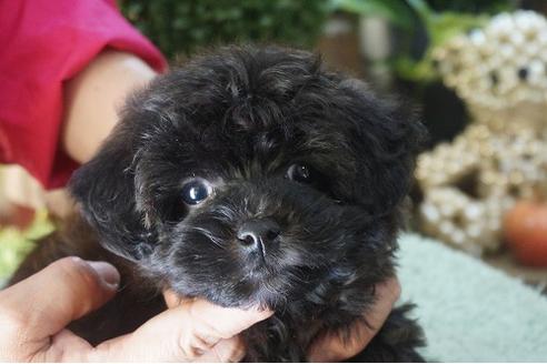 成約済の京都府のミックス犬-90660の1枚目