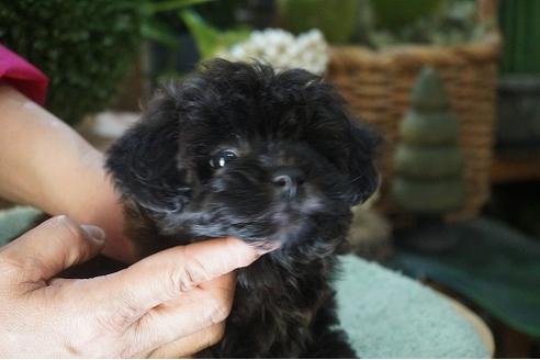 成約済の京都府のミックス犬-90660の3枚目