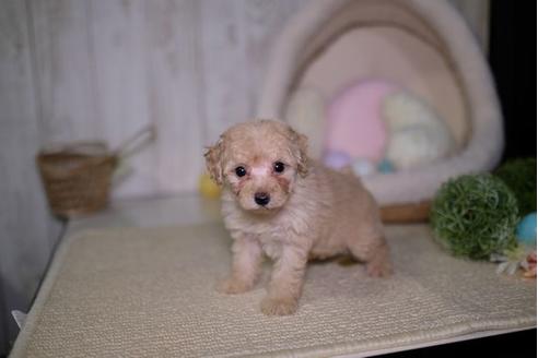 成約済の滋賀県のトイプードル-91447