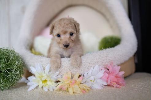 成約済の滋賀県のトイプードル-91447の3枚目