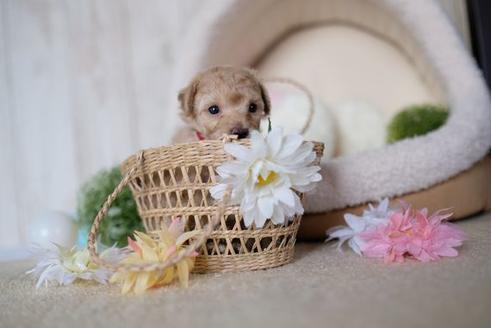 成約済の滋賀県のトイプードル-91447の2枚目