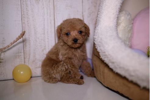 成約済の滋賀県のトイプードル-91448