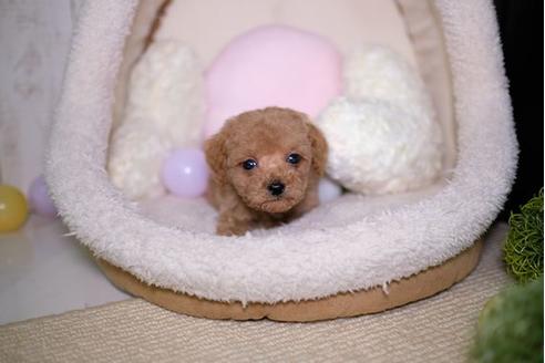 成約済の滋賀県のトイプードル-91448の5枚目